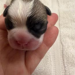 TBD - Fawn brindle and white male French Bulldog puppy in Billings, Montana from Sugarloaf French bulldogs and Australian cattle dogs