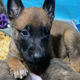 Belgian Malinois and German Shepherd Puppies from Madhouse’s Belgian Malinois and German Shepherds