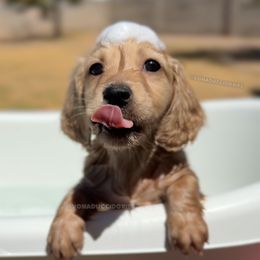 Aesop - Cream male Dachshund puppy in Arizona from Vonaducci Doxies, LLC.