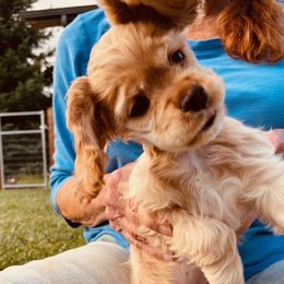 Cocker Spaniel Puppies from Hilltop Cockers