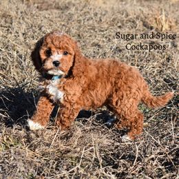 Cassandra "Cass" - Cockapoo puppy from Sugar and Spice Cockapoos