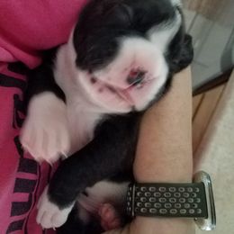 Boxer Puppies from Winchester Boxers
