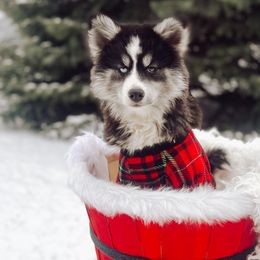 Autumn - Pomsky puppy from Lake Point Pomskies