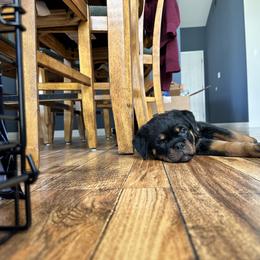 Rottweiler Puppies from Von Der Hing Rottweilers