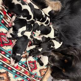 Boy 6 - Black white and tan male English Springer Spaniel puppy in Fond Du Lac, Wisconsin from Clucking Homestead Springers & Dachshunds