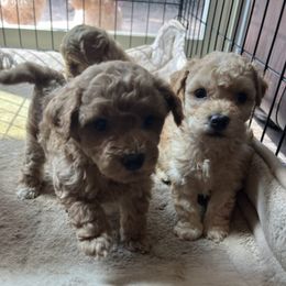 Poodles from Royal Toy Poodle