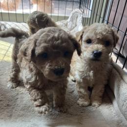 Poodles from Royal Toy Poodle
