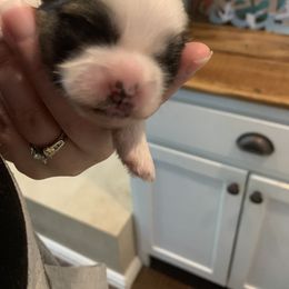 Girl 3 - Shih Tzu puppy in Chesapeake, Virginia from Gogol Family Shih Tzus