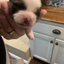 Girl 3 - Shih Tzu puppy in Chesapeake, Virginia from Gogol Family Shih Tzus