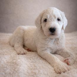 Kevin - White male Sheepadoodle puppy in Tennessee, Illinois from The Artman Family