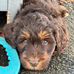 RVA Guardian Hm Opt - Tri-color female Bernedoodle puppy in Henrico, Virginia from Paws 4 Doodles, LLC
