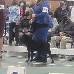 Chinese Shar-Pei All Grown Up from Eihpos Shar-Pei