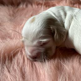Montana - Buff and white female Cocker Spaniel puppy in Draper, Virginia from S&J Spaniels