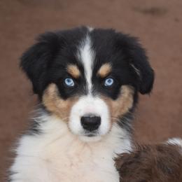 Xena - Black tri-color female Australian Shepherd puppy in San Tan Valley, Arizona from Mott Ranch - Blazin' Sun Aussies