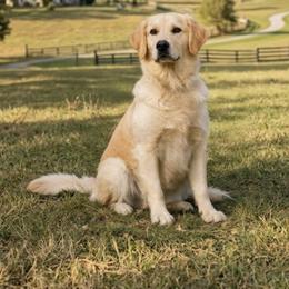 Sophia - Golden Retriever
