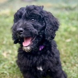 Mossberg F - Black female Labradoodle puppy in Kingston, Georgia from CC Familydoodles