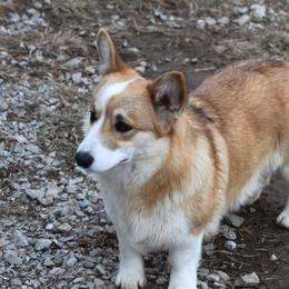 Rio - Pembroke Welsh Corgi