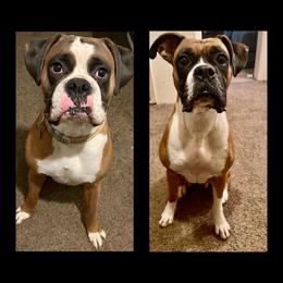 Boxer puppies from Rowe’s Royal Boxers