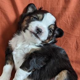 Aussiedoodles from Diamond H Puppies