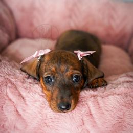 Texas - Red female Dachshund puppy in Temecula, California from Naomi Magee's Dachshund Kennel