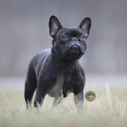 French Bulldogs from Bleu Amore French Bulldogs