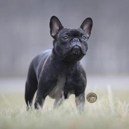 French Bulldogs from Bleu Amore French Bulldogs