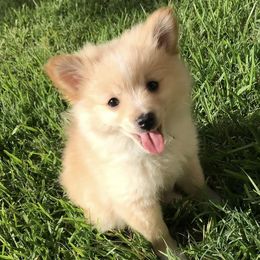 Pomeranians from Pomeranian Pals