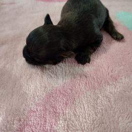 Charlie - Black and tan male Havanese puppy in Cleveland, Texas from 7th Heaven Havanese of Texas