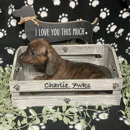 Charlie (Pink collar) - Brindle female Dachshund puppy in Saint Albans, Maine from Australian Cattle Cuties and littles