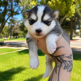 Mochi - Gray and white male Pomsky puppy in La Verne, California from Red Cedar Pomskies