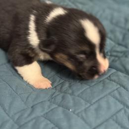 Gold - Black and tan female Pembroke Welsh Corgi puppy in Early, Texas from Mitchell Corgis