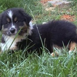 Charm - Black tri-color female Australian Shepherd puppy in Celina, Tennessee from CumberlandRidge Australian Shepherds
