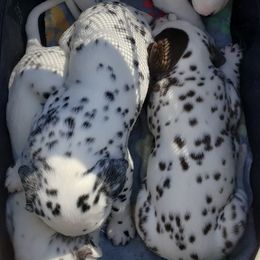 Dalmatians from Dynasty Dalmatians