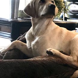 Labrador Retriever Puppies from Sycamore Kennels