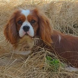 Cavalier King Charles Spaniel Puppies from King of the Hill Cavaliers