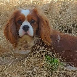 Cavalier King Charles Spaniel Puppies from King of the Hill Cavaliers