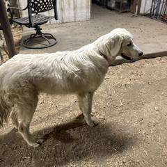 Aurae - Maremma Sheepdog puppy in Kings County, California from Prancing Pony Farm Maremma Sheepdogs