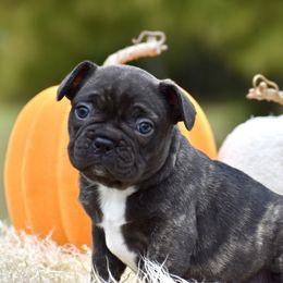 Tunie - Brindle and white female French Bulldog puppy in Gober, Texas from Trigger Time Kennels