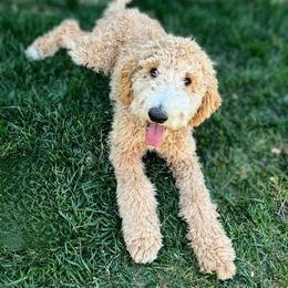 Maple - Goldendoodle