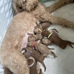 Goldendoodle Puppies from Quentin Brewer