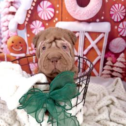 Alfie - Chocolate dilute male Chinese Shar-Pei puppy in Hugo, Oklahoma from Mini hippo land