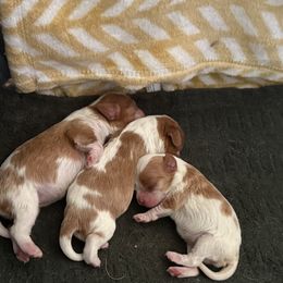 Girl 2 - female Cavalier King Charles Spaniel puppy in Albany, Georgia from Legend Cavaliers