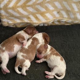 Girl 2 - female Cavalier King Charles Spaniel puppy in Albany, Georgia from Legend Cavaliers