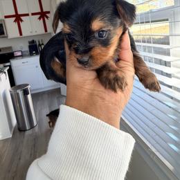 CKC Mochi - Black and tan male Yorkshire Terrier puppy in North Carolina from Many Minnie Yorkies
