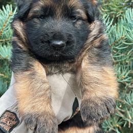 Everest - Black and red male German Shepherd puppy in Herriman, Utah from VMS Shepherds