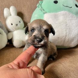 Dolce (Violet Collar) - Salt and pepper female Miniature Schnauzer puppy in San Diego, California from KMS-Miniature Schnauzers