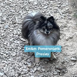 Presley - Pomeranian
