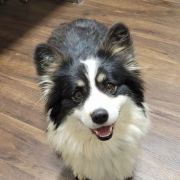 Magpie - Pembroke Welsh Corgi