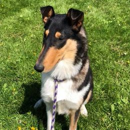 Collies from Jolis Collies