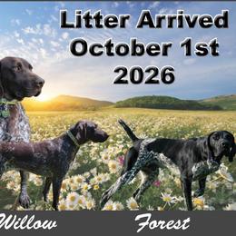 Boy 6 - Liver male German Shorthaired Pointer puppy in Chetek, Wisconsin from Susan's German Shorthaired Pointers